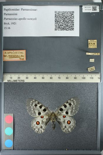 Media type: image;   Entomology 175249